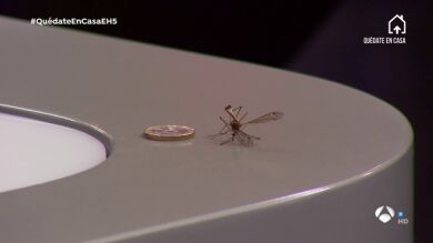 La anécdota con un mosquito gigante durante la pausa para publicidad de 'El Hormiguero 3.0'