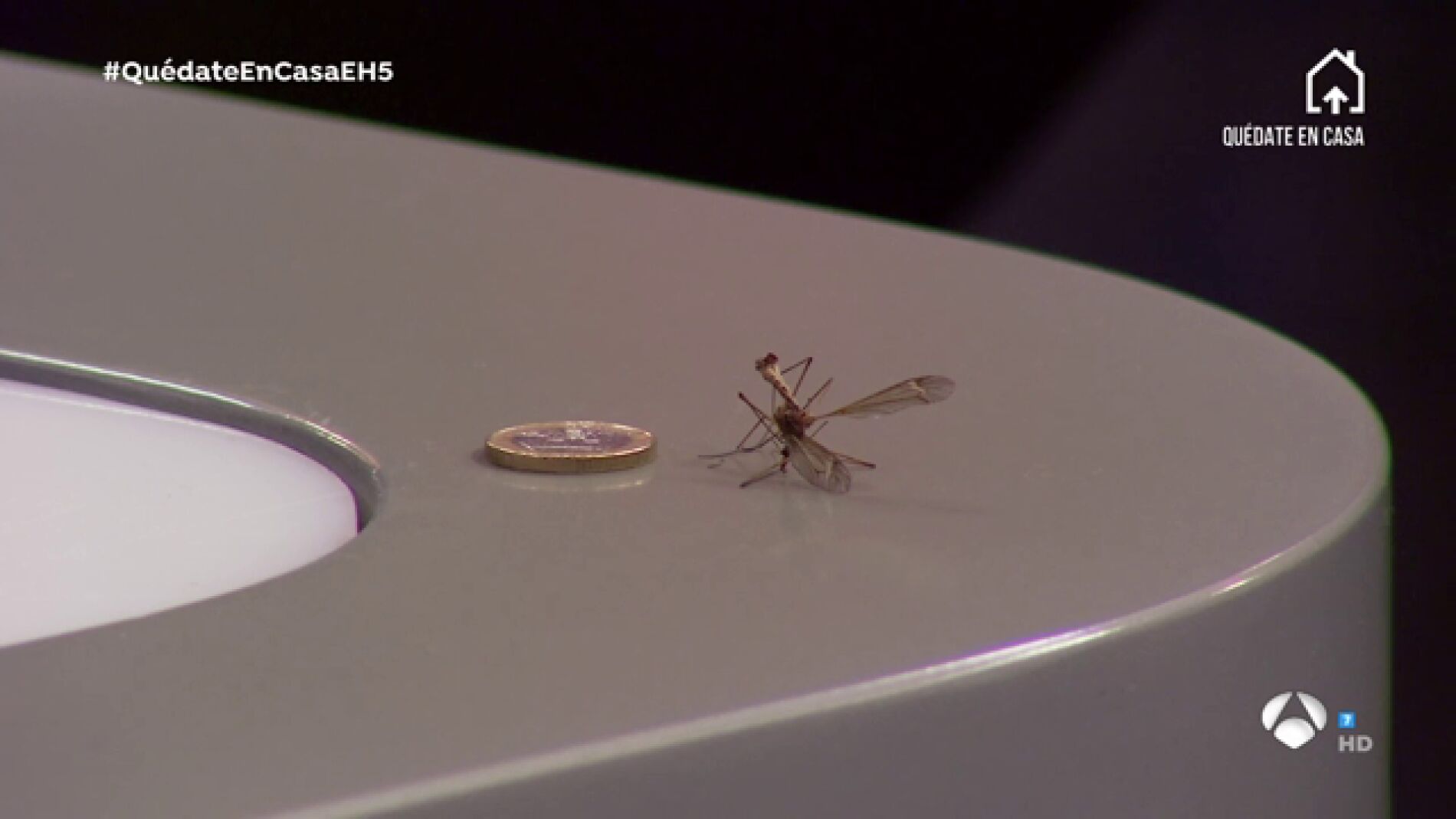 La an&eacute;cdota con un mosquito gigante durante la pausa para publicidad de 'El Hormiguero 3.0'