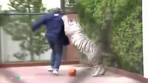 Así "le arrancó el brazo a una mujer" el tigre de Mike Tyson Así "le arrancó el brazo a una mujer" el tigre de Mike Tyson