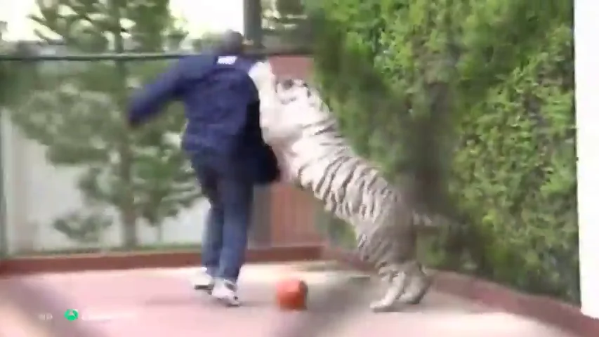 Así "le arrancó el brazo a una mujer" el tigre de Mike Tyson Así "le arrancó el brazo a una mujer" el tigre de Mike Tyson