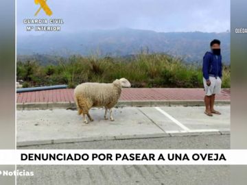 La Guardia Civil denuncia a un hombre por pasear una oveja en Marbella en pleno confinamiento por el coronavarius