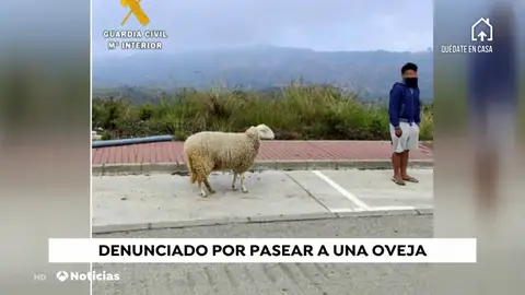 La Guardia Civil denuncia a un hombre por pasear una oveja en Marbella en pleno confinamiento por el coronavarius La Guardia Civil denuncia a un hombre por pasear una oveja en Marbella en pleno confinamiento por el coronavarius