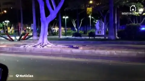 Los agricultores y cazadores piden al Gobierno que se permita la caza durante el estado de alarma por coronavirus Los agricultores y cazadores piden al Gobierno que se permita la caza durante el estado de alarma por coronavirus