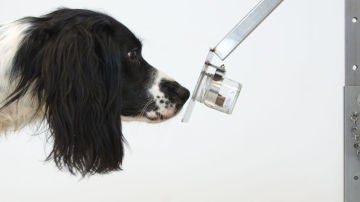 Un perro entrenado para detectar enfermedades 