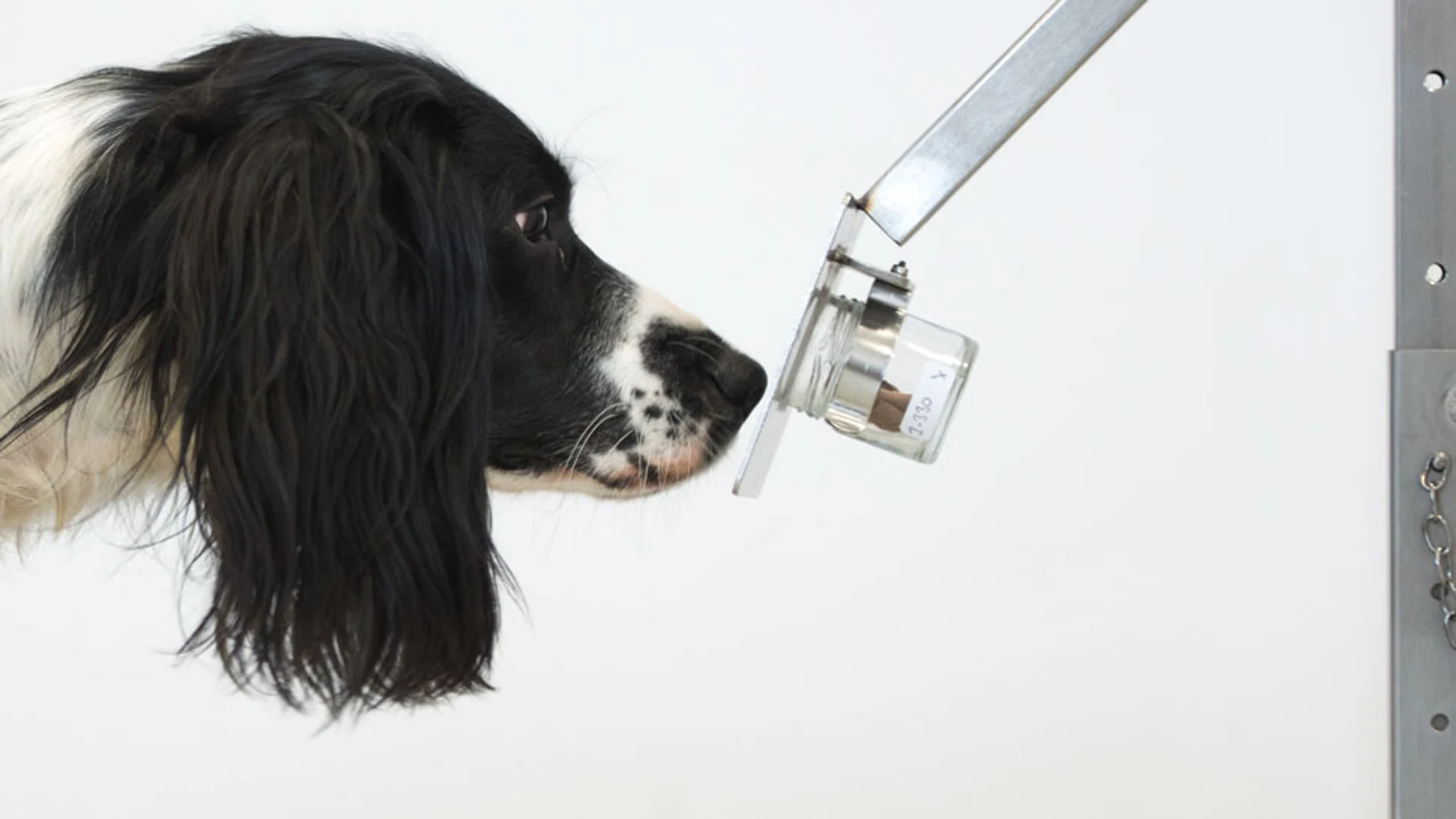 Un perro entrenado para detectar enfermedades Un perro entrenado para detectar enfermedades