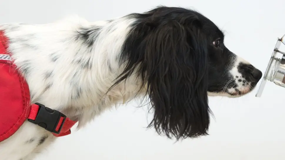 Un perro entrenado para detectar enfermedades 