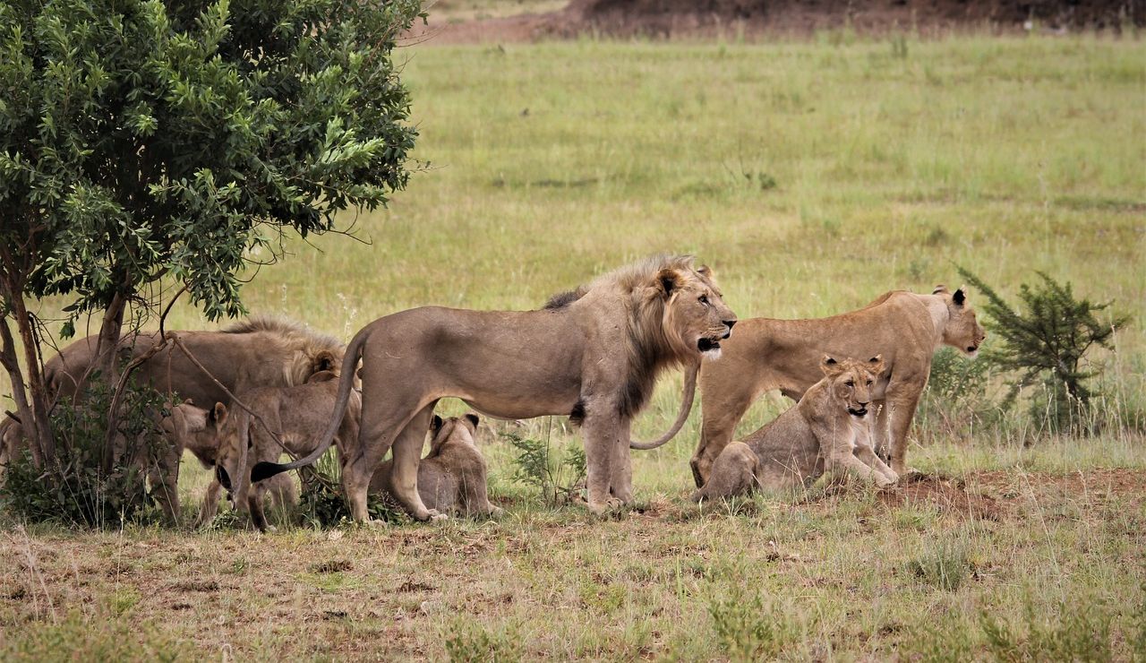 Manada de leones