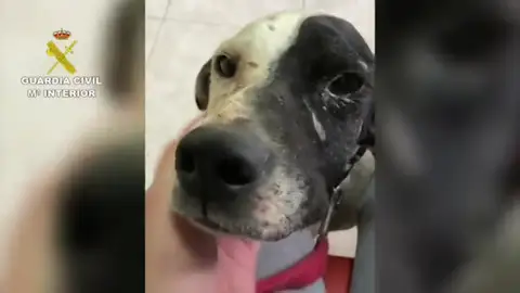 La Guardia Civil encuentra cerdos vietnamitas y perros en condiciones lamentables en Canarias La Guardia Civil encuentra cerdos vietnamitas y perros en condiciones lamentables en Canarias