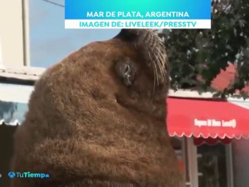 Leones marinos, jabalíes o delfines: Los animales se adueñan de un mundo confinado por el coronavirus