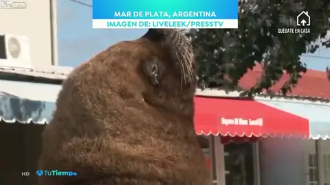 Leones marinos, jabalíes o delfines: Los animales se adueñan de un mundo confinado por el coronavirus Leones marinos, jabalíes o delfines: Los animales se adueñan de un mundo confinado por el coronavirus