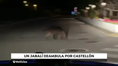 El jabalí que visitaba la basílica del Lledó en Castellón El jabalí que visitaba la basílica del Lledó en Castellón