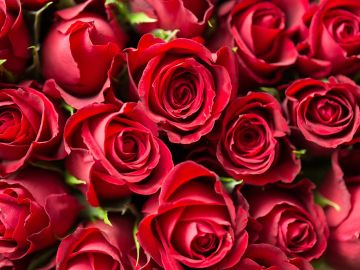 Sant Jordi 2020: Cómo enviar rosas online a pesar del coronavirus