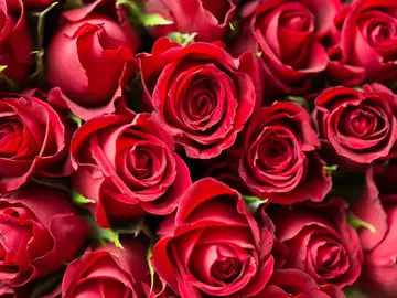 Sant Jordi 2020: Cómo enviar rosas online a pesar del coronavirus Sant Jordi 2020: Cómo enviar rosas online a pesar del coronavirus