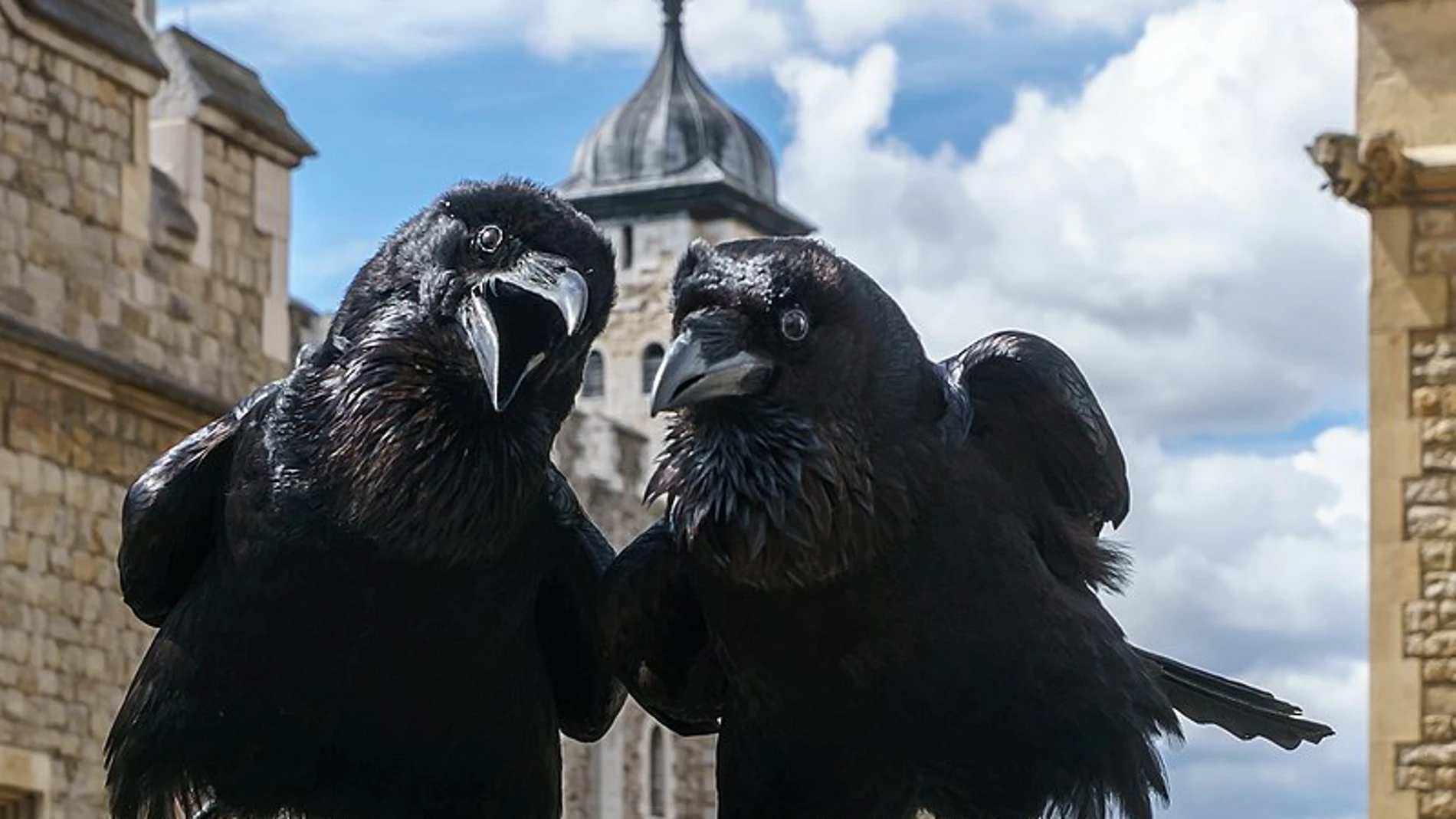 Cuervos en la Torre de Londres Cuervos en la Torre de Londres