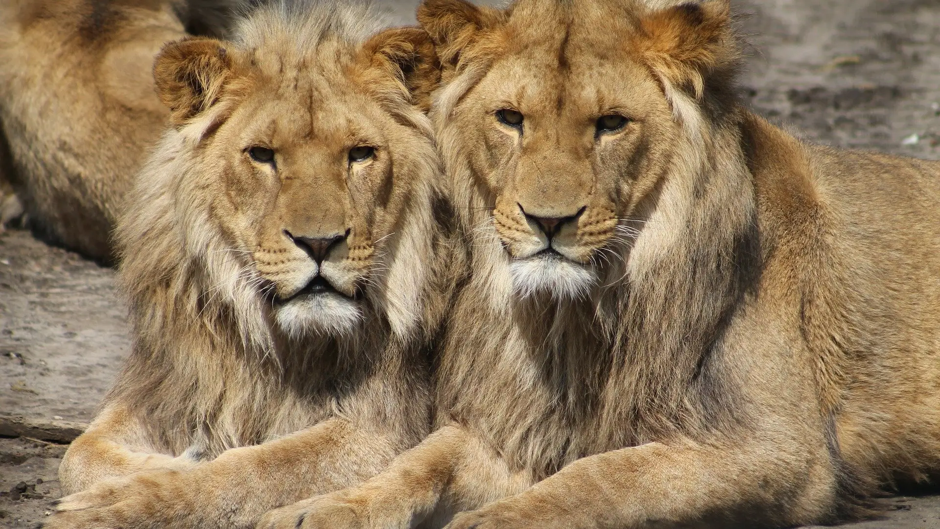 Leones Coronavirus