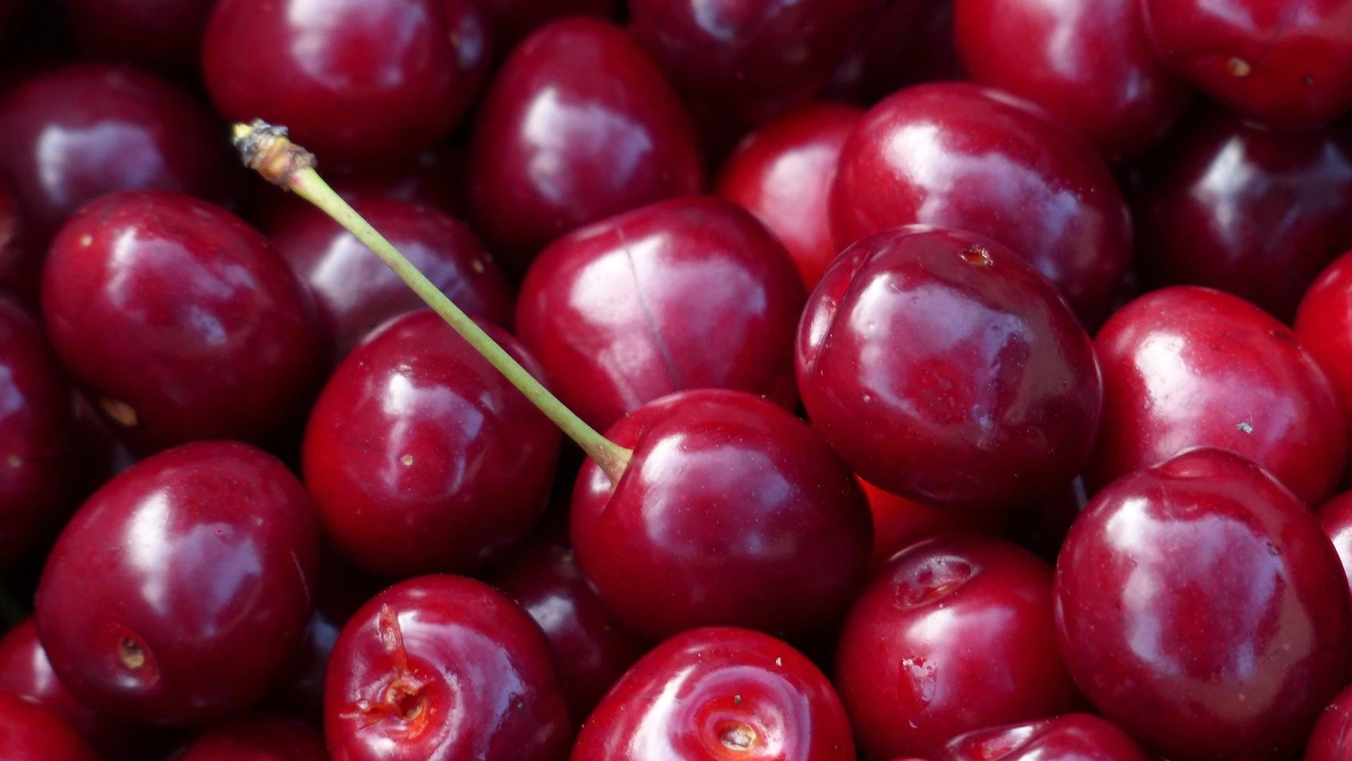 Los agricultores ya est&aacute;n recogiendo las primeras cerezas
