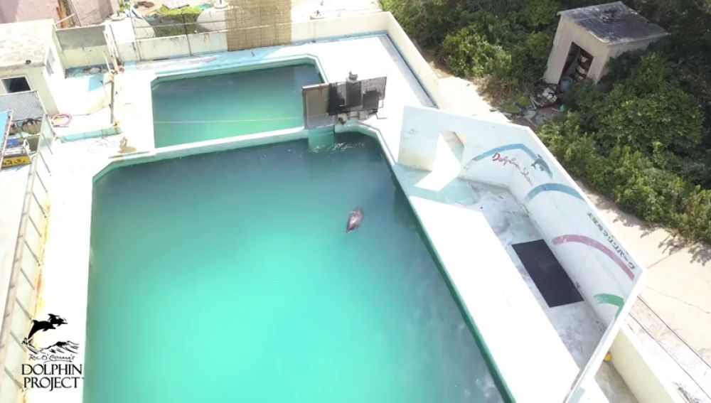 Muere el delfín que había sido abandonado en un acuario hace dos años en Japón