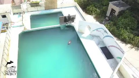 Muere el delfín que había sido abandonado en un acuario hace dos años en Japón Muere el delfín que había sido abandonado en un acuario hace dos años en Japón