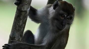 Una vacuna experimental logra inmunizar a los monos ante el coronavirus en China