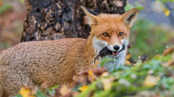 Zorro rojo Zorro rojo