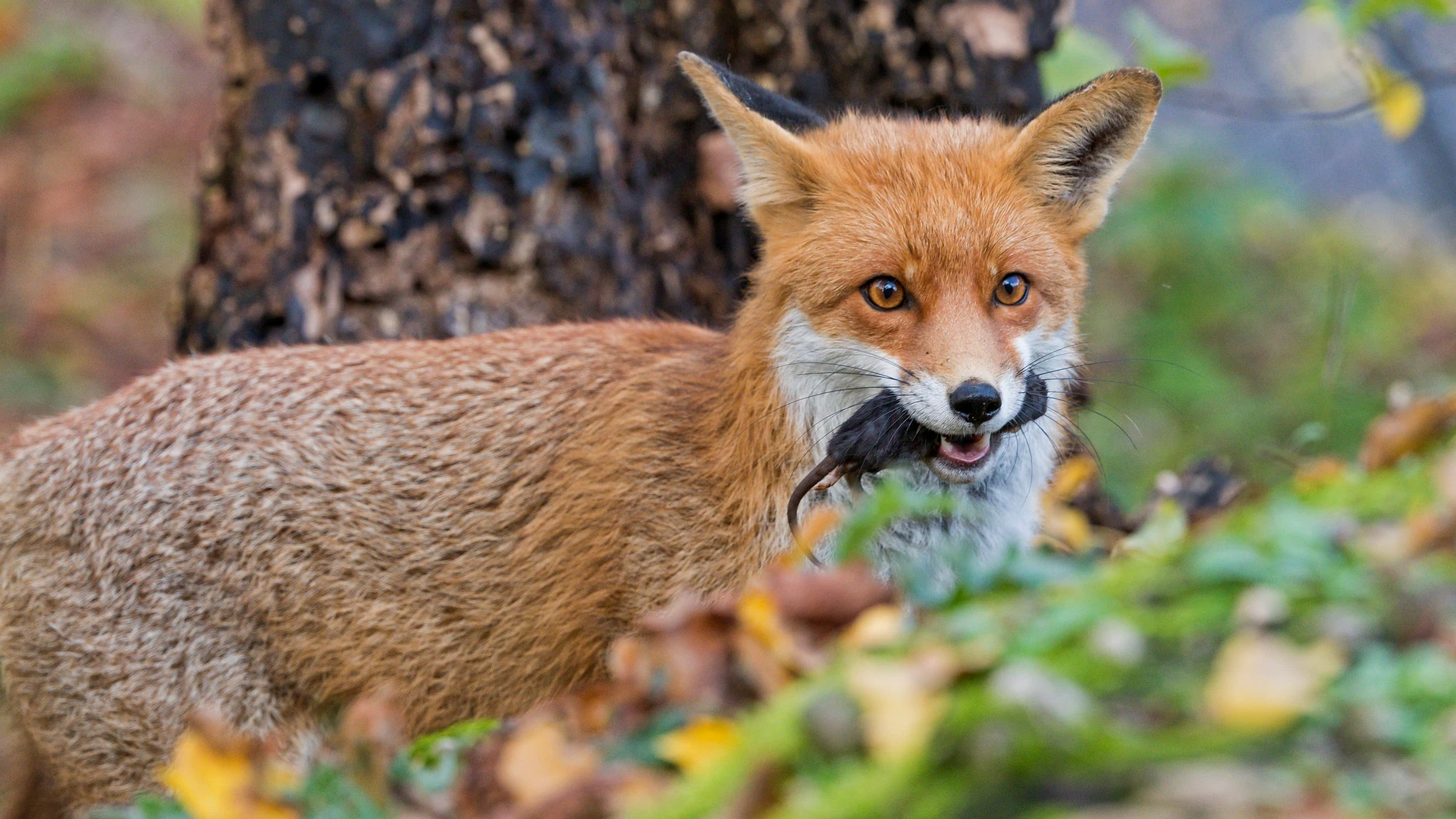 Zorro rojo Zorro rojo