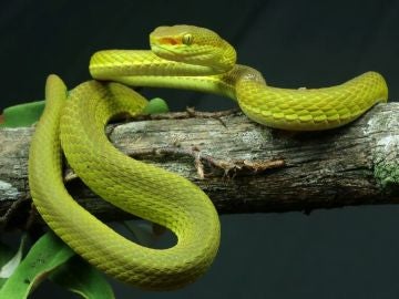 Nueva serpiente en la India