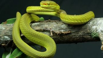 Nueva serpiente en la India