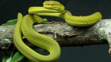 Extraen 3,32 gramos de veneno a una serpiente, suficiente para matar a 100 personas