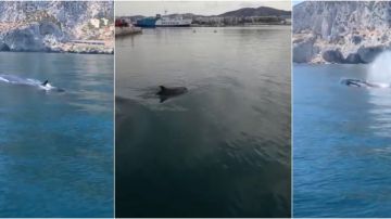 Delfines y ballenas avistados en las costas del Mediterráneo