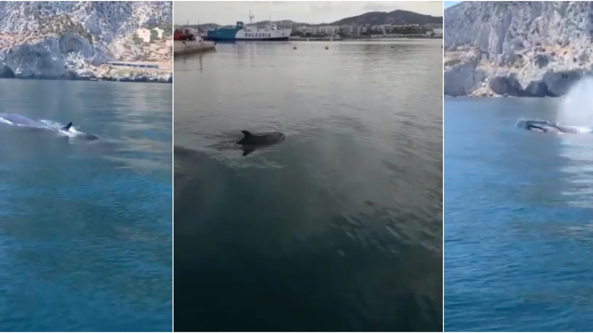 Delfines y ballenas avistados en las costas del Mediterráneo Delfines y ballenas avistados en las costas del Mediterráneo