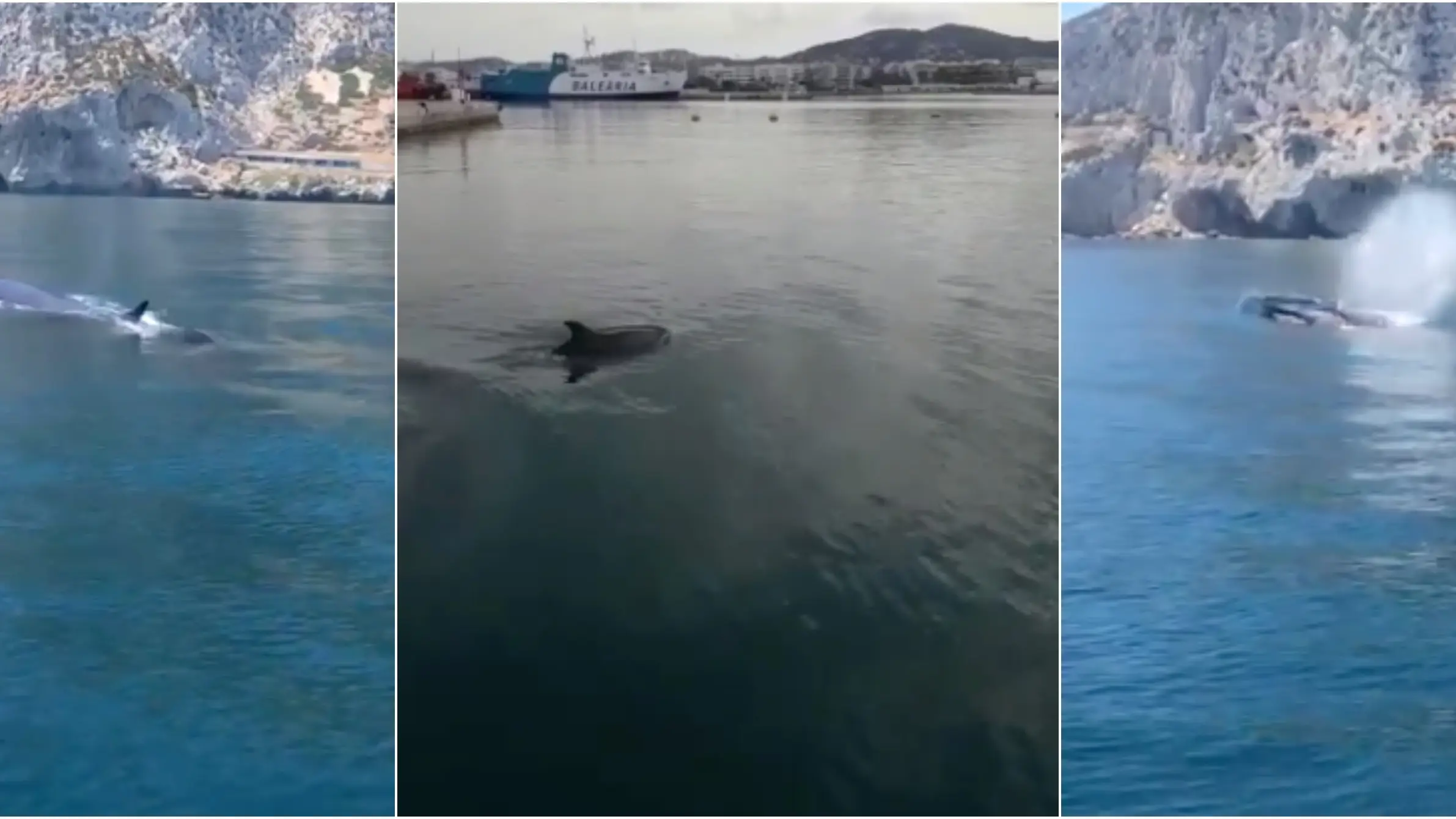 Delfines y ballenas avistados en las costas del Mediterráneo Delfines y ballenas avistados en las costas del Mediterráneo