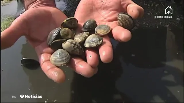 mariscadoras