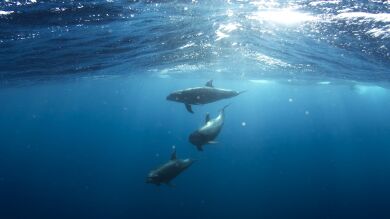 Increíble manada de delfines que 'brillan' al pasar por olas bioluminiscentes
