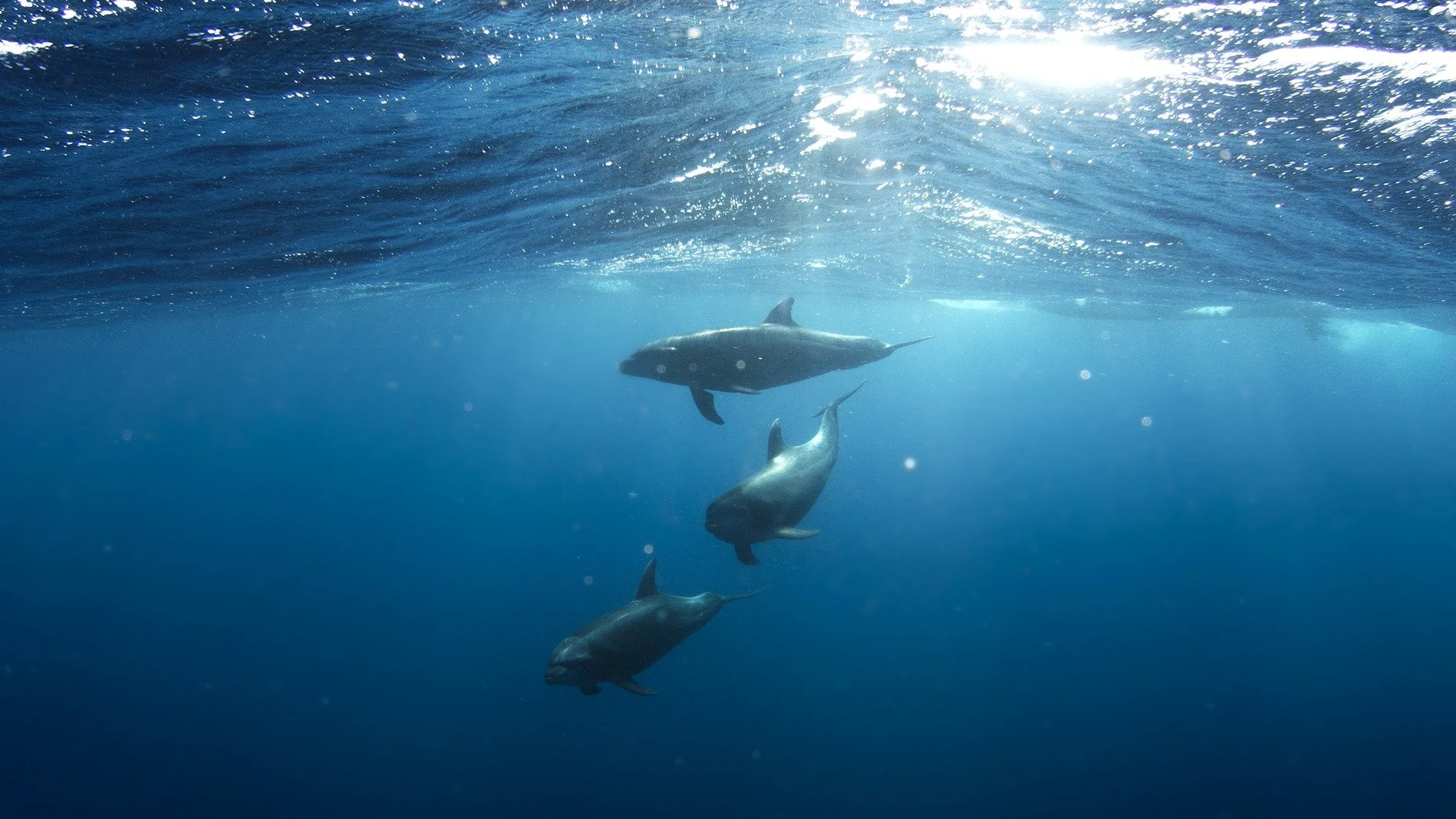 Delfines brillan por las olas bioluminiscentes Delfines brillan por las olas bioluminiscentes