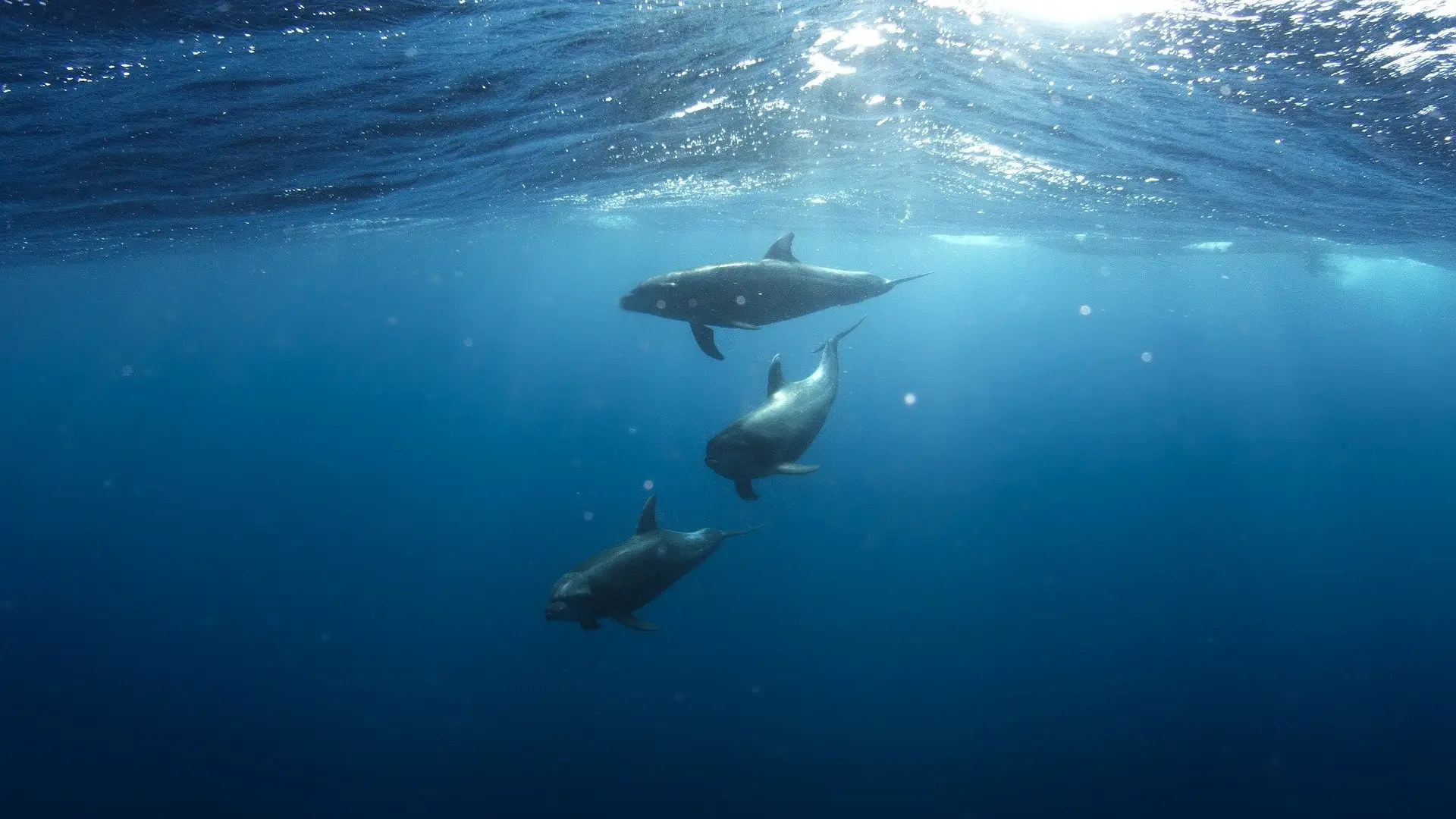 Delfines brillan por las olas bioluminiscentes Animales