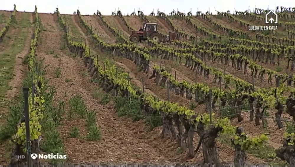El sector del vino podría convertir la producción excedente en alcohol etílico por la crisis del coronavirus