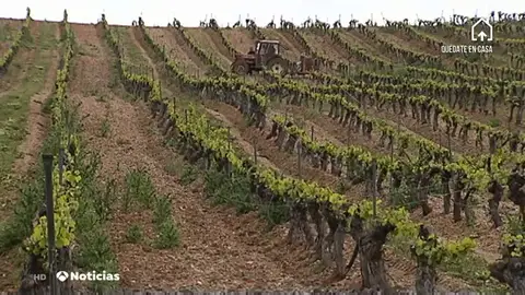 El sector del vino podría convertir la producción excedente en alcohol etílico por la crisis del coronavirus El sector del vino podría convertir la producción excedente en alcohol etílico por la crisis del coronavirus