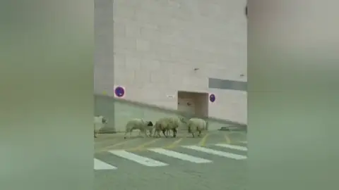 Captan a un rebaño de ovejas caminando hacia un centro comercial de Las Palmas de Gran Canaria Captan a un rebaño de ovejas caminando hacia un centro comercial de Las Palmas de Gran Canaria