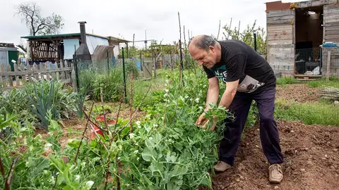 El propietario de un huerto recoge guisantes. El propietario de un huerto recoge guisantes.