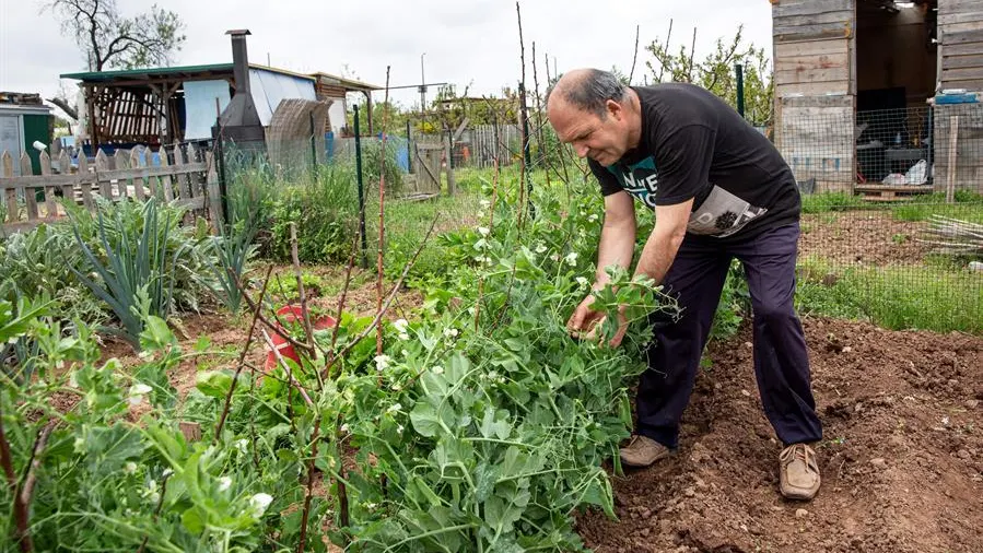 El propietario de un huerto recoge guisantes. El propietario de un huerto recoge guisantes.