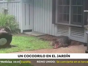 COCODRILO COCODRILO
