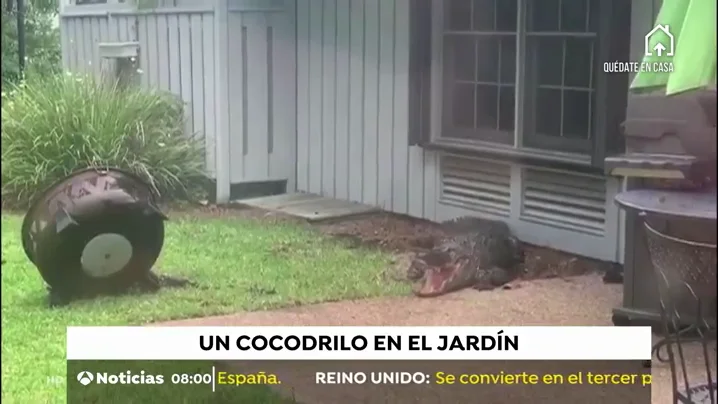 COCODRILO