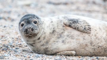 Foca (archivo) Foca (archivo)