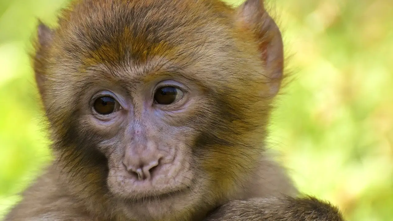 Macaco Macaco