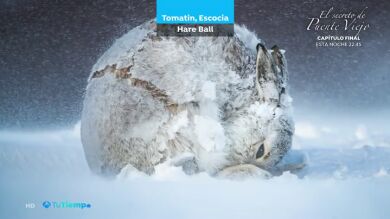 Las imágenes más impresionantes de la naturaleza presentadas al certamen de fotografía Big Picture