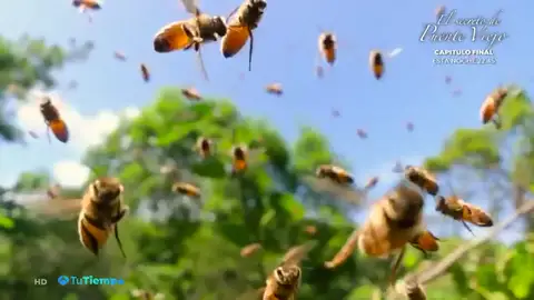 Polinización abejas