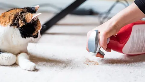 Limpieza con mascotas Limpieza con mascotas