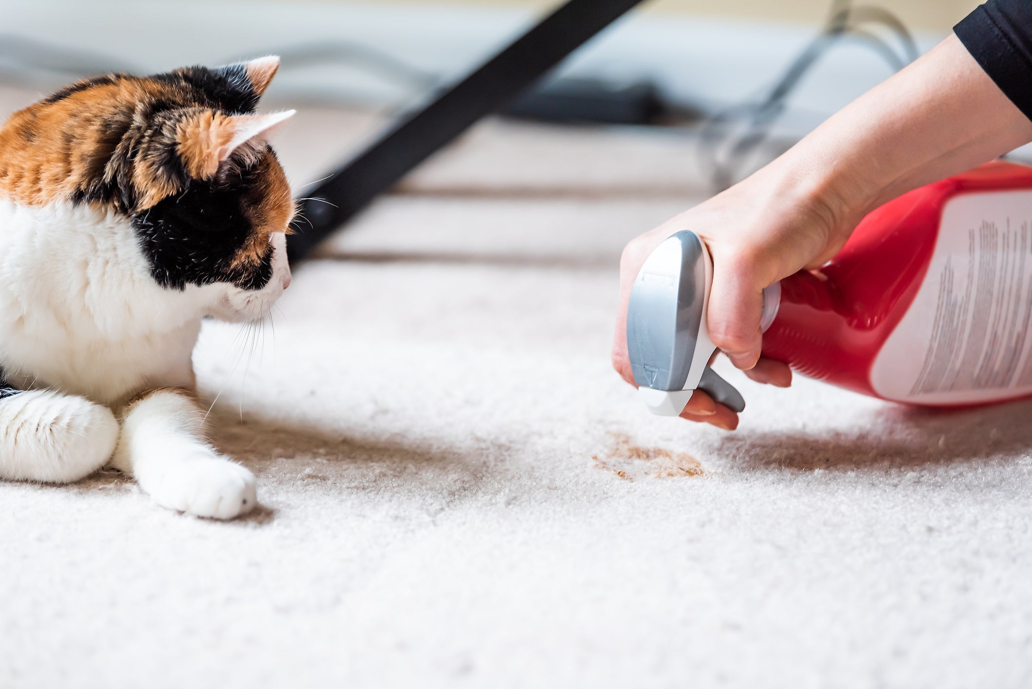 9 productos de limpieza que querrás si tienes un perro o gato