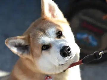 Perro akita Perro akita