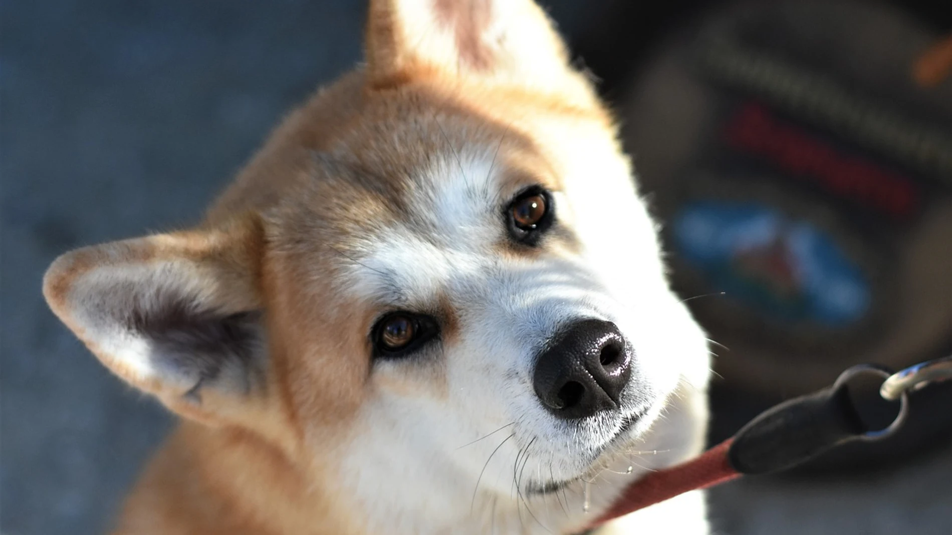 Perro akita Perro akita